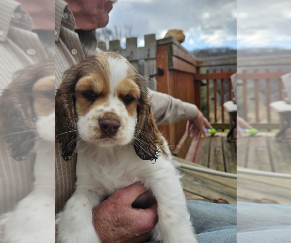 Medium Photo #7 Cocker Spaniel Puppy For Sale in FANCY GAP, VA, USA