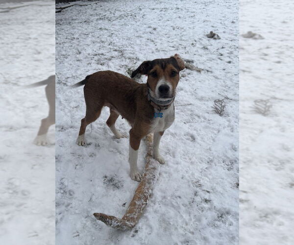 Medium Photo #3 Mutt Puppy For Sale in Springdale, PA, USA