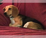 Small #5 Beagle