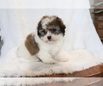 Small Photo #2 Zuchon Puppy For Sale in SHILOH, OH, USA