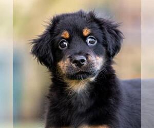 Mutt Dogs for adoption in San Diego, CA, USA