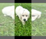 Small #3 English Cream Golden Retriever