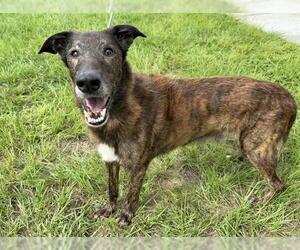 Collie-Irish Wolfhound Mix Dogs for adoption in Ocala, FL, USA