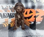 Small Photo #29 Poodle (Standard) Puppy For Sale in RISING SUN, MD, USA