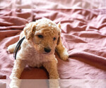 Small Photo #5 Goldendoodle Puppy For Sale in ASHEVILLE, NC, USA