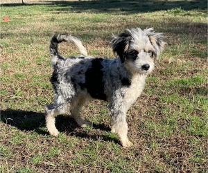 Bernedoodle (Miniature) Puppy for sale in GAY, GA, USA