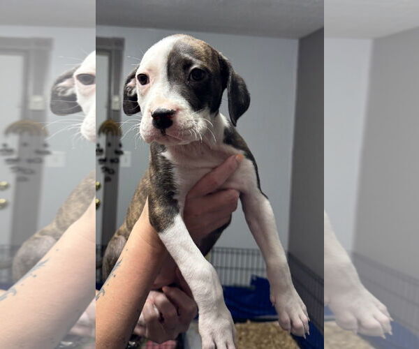 Medium Photo #3 Bullboxer Pit Puppy For Sale in Sanford, FL, USA