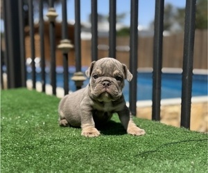 English Bulldog Puppy for sale in LANCASTER JUNCTION, PA, USA