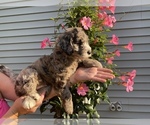 Puppy 3 Goldendoodle-Sheepadoodle Mix