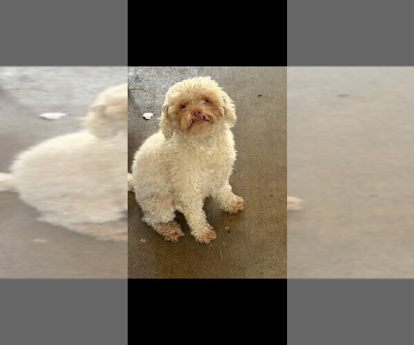 Medium Photo #2 Poodle (Miniature) Puppy For Sale in Marina Del Rey, CA, USA