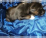 Puppy Cupid Australian Shepherd