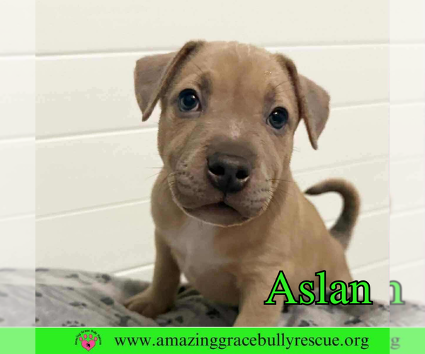 Medium Photo #6 Bulldog-Labrador Retriever Mix Puppy For Sale in Pensacola, FL, USA