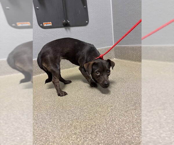 Medium Photo #1 Chihuahua-Unknown Mix Puppy For Sale in Las Vegas, NV, USA