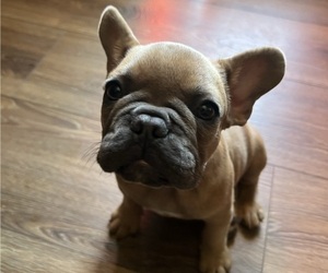 French Bulldog Puppy for sale in SACRAMENTO, CA, USA