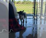 Shyla - Female Mutt Dog for Adoption - Small photo