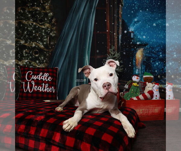 Medium Photo #5 Mutt Puppy For Sale in Alexandria, VA, USA