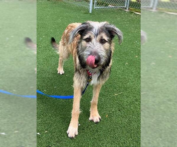 Medium Photo #1 Mutt Puppy For Sale in Fruit Heights, UT, USA