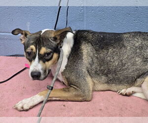 American Pit Bull Terrier-Huskies Mix Dogs for adoption in Evansville, IN, USA