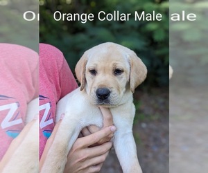 Labrador Retriever Puppy for sale in EURE, NC, USA