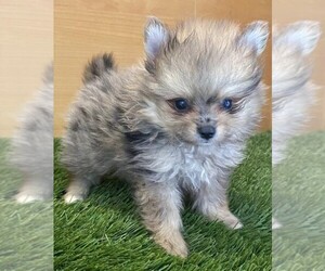 Pomeranian Puppy for sale in DELRAY BEACH, FL, USA