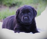 Puppy Chelsea Labrador Retriever
