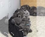 Small #2 Great Dane