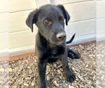 Small #3 Labrador Retriever Mix
