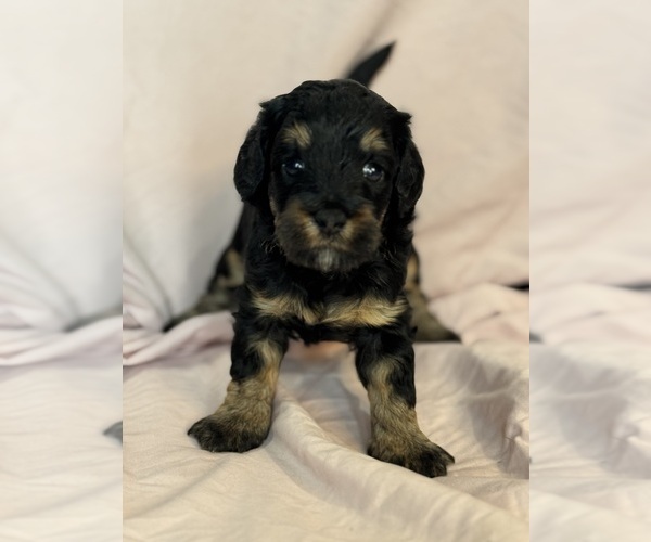 Medium Photo #9 Bernedoodle (Miniature) Puppy For Sale in LONGMONT, CO, USA