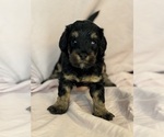 Venice - Female Bernedoodle (Miniature) Puppy for Sale - Photo #9