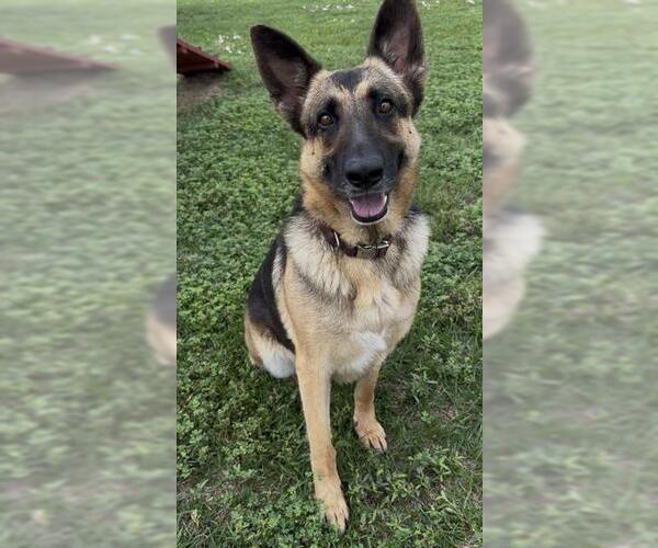 Medium Photo #1 German Shepherd Dog Puppy For Sale in Rosenberg, TX, USA