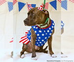 Small #1 Staffordshire Bull Terrier