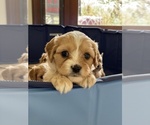 Small Photo #11 Cavachon-Cavapoo Mix Puppy For Sale in MONTECITO, CA, USA