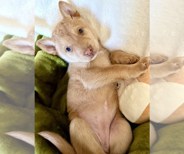 Medium Photo #1 German Shepherd Dog-Siberian Husky Mix Puppy For Sale in PERRIS, CA, USA