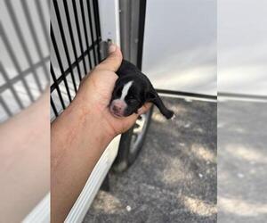 Chihuahua Dogs for adoption in Houston, TX, USA