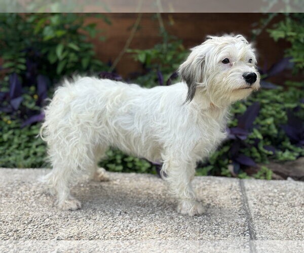 Medium Photo #2 Mutt Puppy For Sale in PIPE CREEK, TX, USA