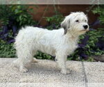 Small #1 Mutt