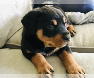 Rottweiler Puppy for sale in COOKEVILLE, TN, USA