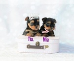Small Photo #4 Yorkshire Terrier Puppy For Sale in PORTLAND, OR, USA