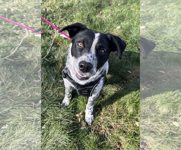 Medium Photo #2 Mutt Puppy For Sale in Sandy, UT, USA