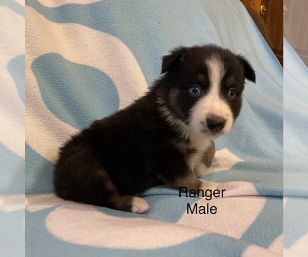Medium Photo #19 Australian Shepherd Puppy For Sale in EXETER, MO, USA