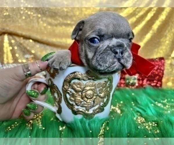 Medium Photo #99 French Bulldog Puppy For Sale in HAYWARD, CA, USA