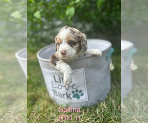 Aussiedoodle Miniature -Cocker Spaniel Mix Litter for sale in TIVERTON, RI, USA
