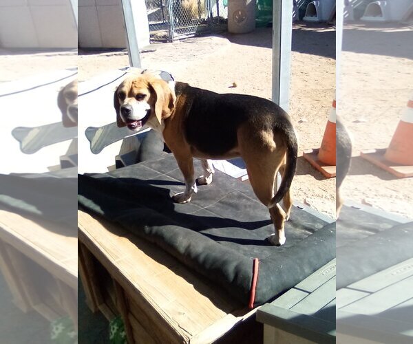 Medium Photo #3 Puggle Puppy For Sale in Apple Valley, CA, USA