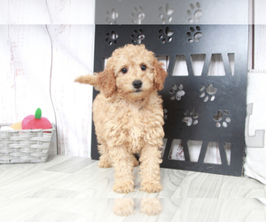 Goldendoodle (Miniature) Puppy for sale in MARIETTA, GA, USA