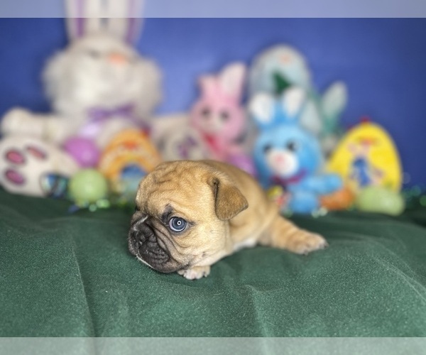 Medium Photo #13 Faux Frenchbo Bulldog Puppy For Sale in HOODSPORT, WA, USA