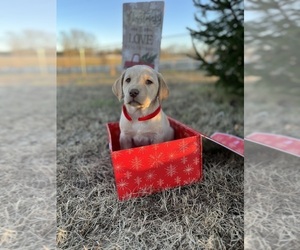 Medium Labrador Retriever