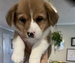 Small Photo #9 Pembroke Welsh Corgi Puppy For Sale in BRYAN, TX, USA