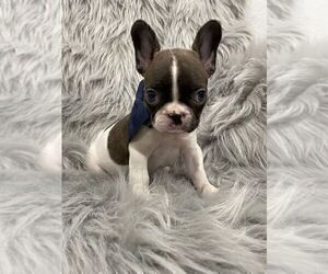 French Bulldog Puppy for sale in CHARLESTON, SC, USA