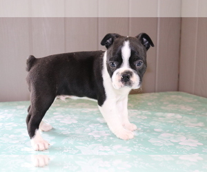 Boston Terrier Puppy for sale in SHILOH, OH, USA