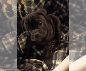 Medium Olde English Bulldogge